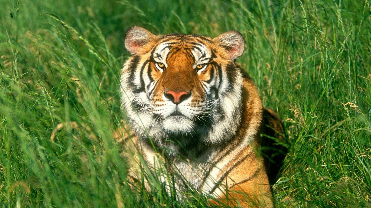 Обои тигр, трава, большая кошка, лежать
