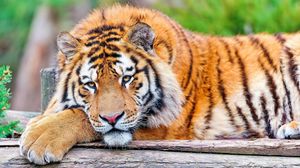 Превью обои тигр, трава, большая кошка, хищник, лежать
