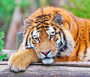 Превью обои тигр, трава, большая кошка, хищник, лежать