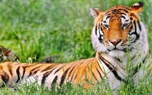 Превью обои тигр, трава, хищник, лежать
