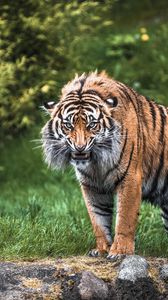 Превью обои тигр, трава, камень, зелень, хищник