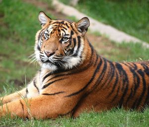 Превью обои тигр, трава, лежать, отдых, большая кошка