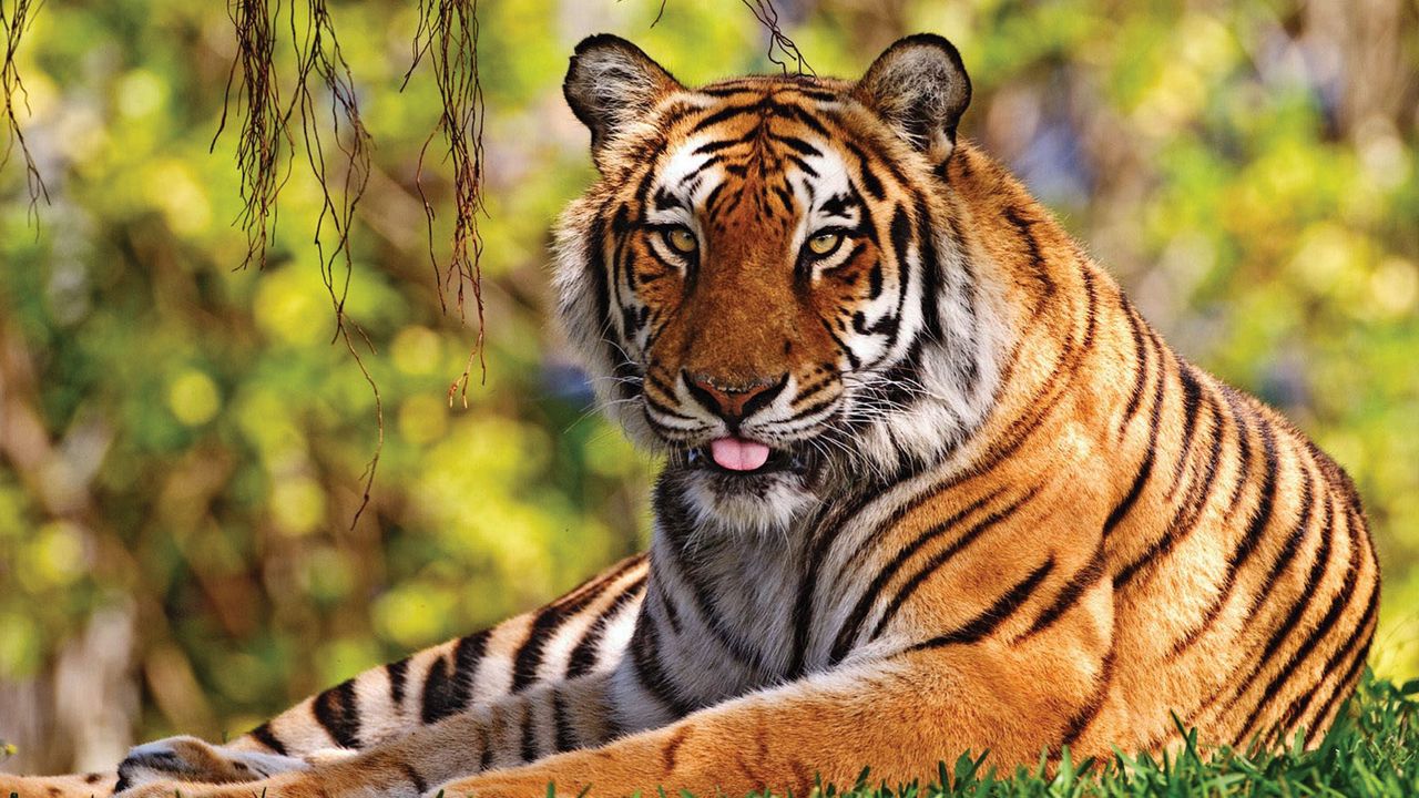 Обои тигр, трава, лежать, язык, хищник, большая кошка