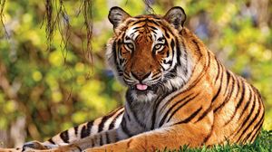 Превью обои тигр, трава, лежать, язык, хищник, большая кошка