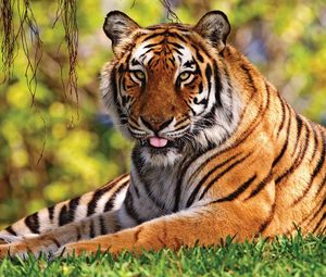 Превью обои тигр, трава, лежать, язык, хищник, большая кошка