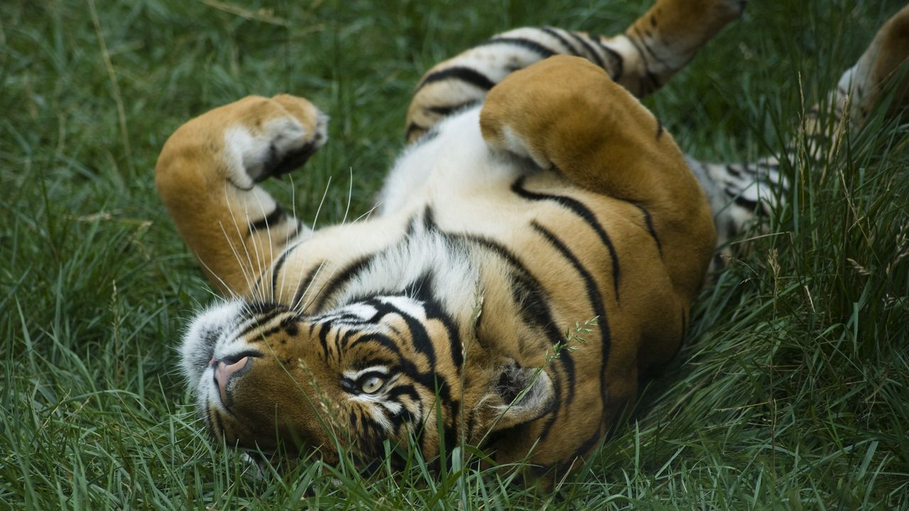 Обои тигр, трава, лежать, большая кошка, хищник, игривый
