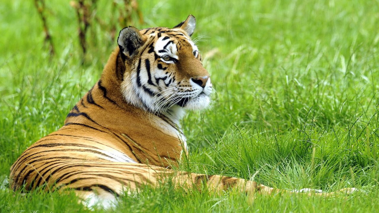 Обои тигр, трава, лежать, отдых, большая кошка
