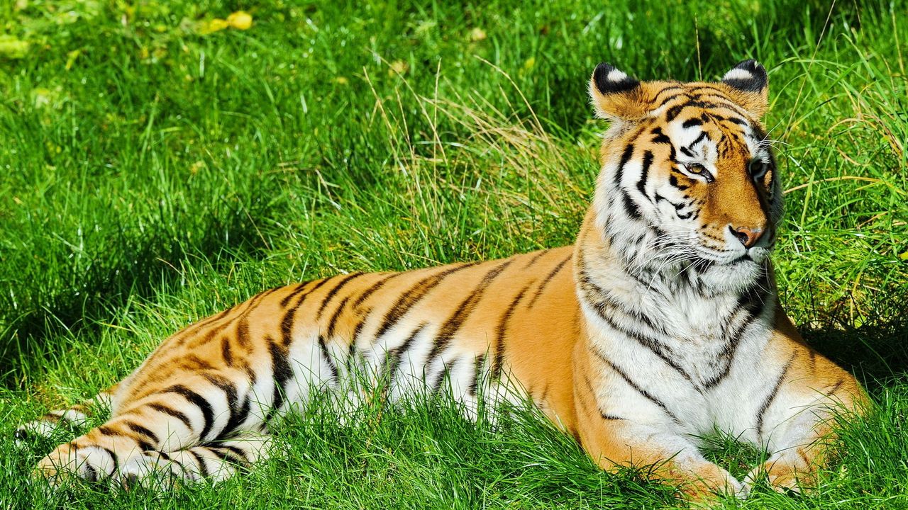 Обои тигр, трава, лежать, хищник, наблюдать