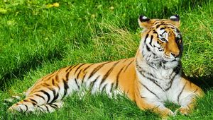 Превью обои тигр, трава, лежать, хищник, наблюдать