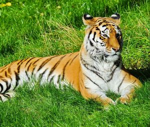 Превью обои тигр, трава, лежать, хищник, наблюдать