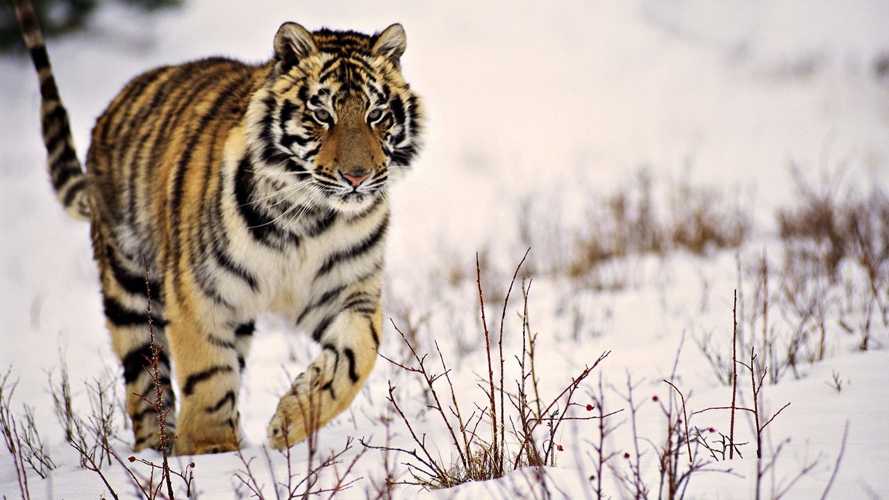 Обои тигр, трава, прогулка, хищник, снег