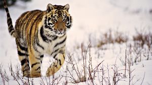 Превью обои тигр, трава, прогулка, хищник, снег