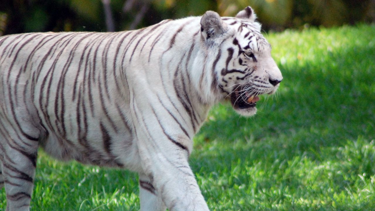 Обои тигр, трава, прогулка, хищник, большая кошка