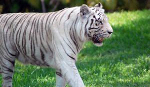 Превью обои тигр, трава, прогулка, хищник, большая кошка