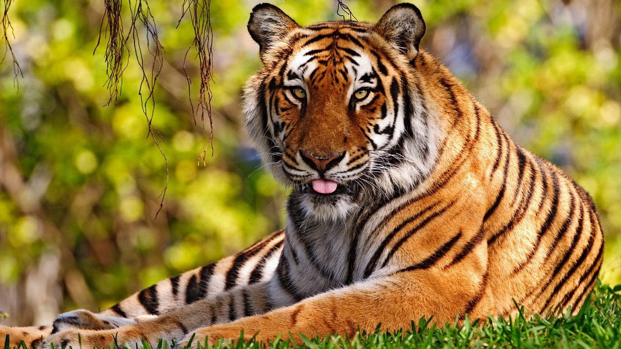 Обои тигр, трава, сидеть, язык, большая кошка