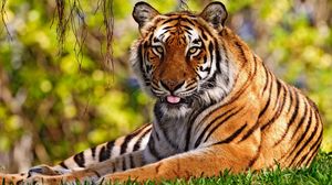 Превью обои тигр, трава, сидеть, язык, большая кошка