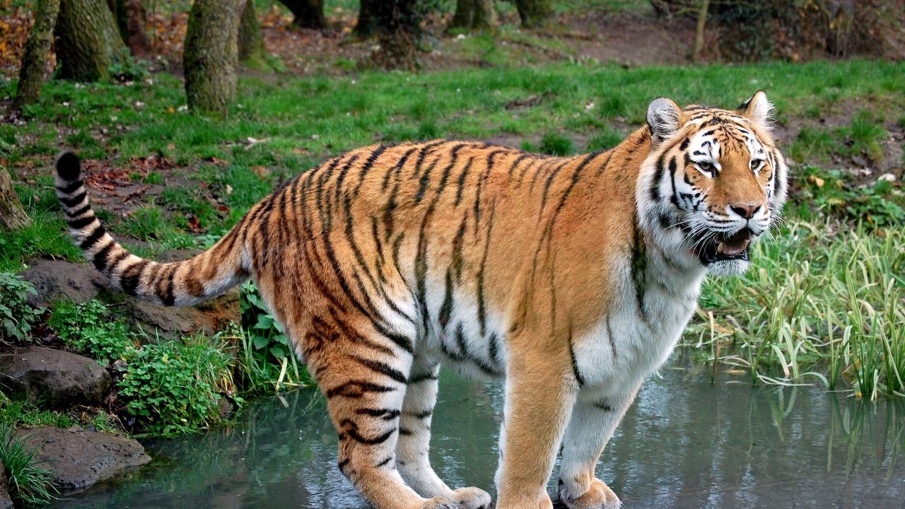 Обои тигр, трава, вода, река, камень, лес, хищник
