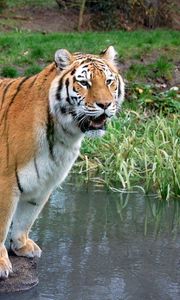 Превью обои тигр, трава, вода, река, камень, лес, хищник