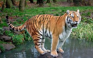 Превью обои тигр, трава, вода, река, камень, лес, хищник