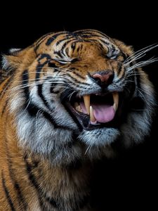 Превью обои тигр, улыбка, хищник, оскал
