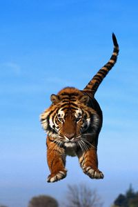 Превью обои тигр в прыжке, голубое небо, тигр, хищник