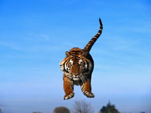 Превью обои тигр в прыжке, голубое небо, тигр, хищник