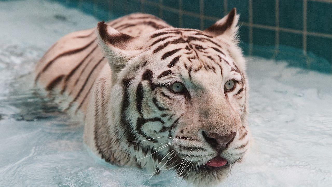 Обои тигр, вода, альбинос, плавать, большая кошка