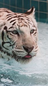 Превью обои тигр, вода, альбинос, плавать, большая кошка
