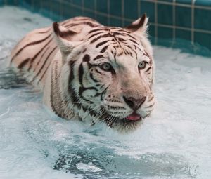 Превью обои тигр, вода, альбинос, плавать, большая кошка