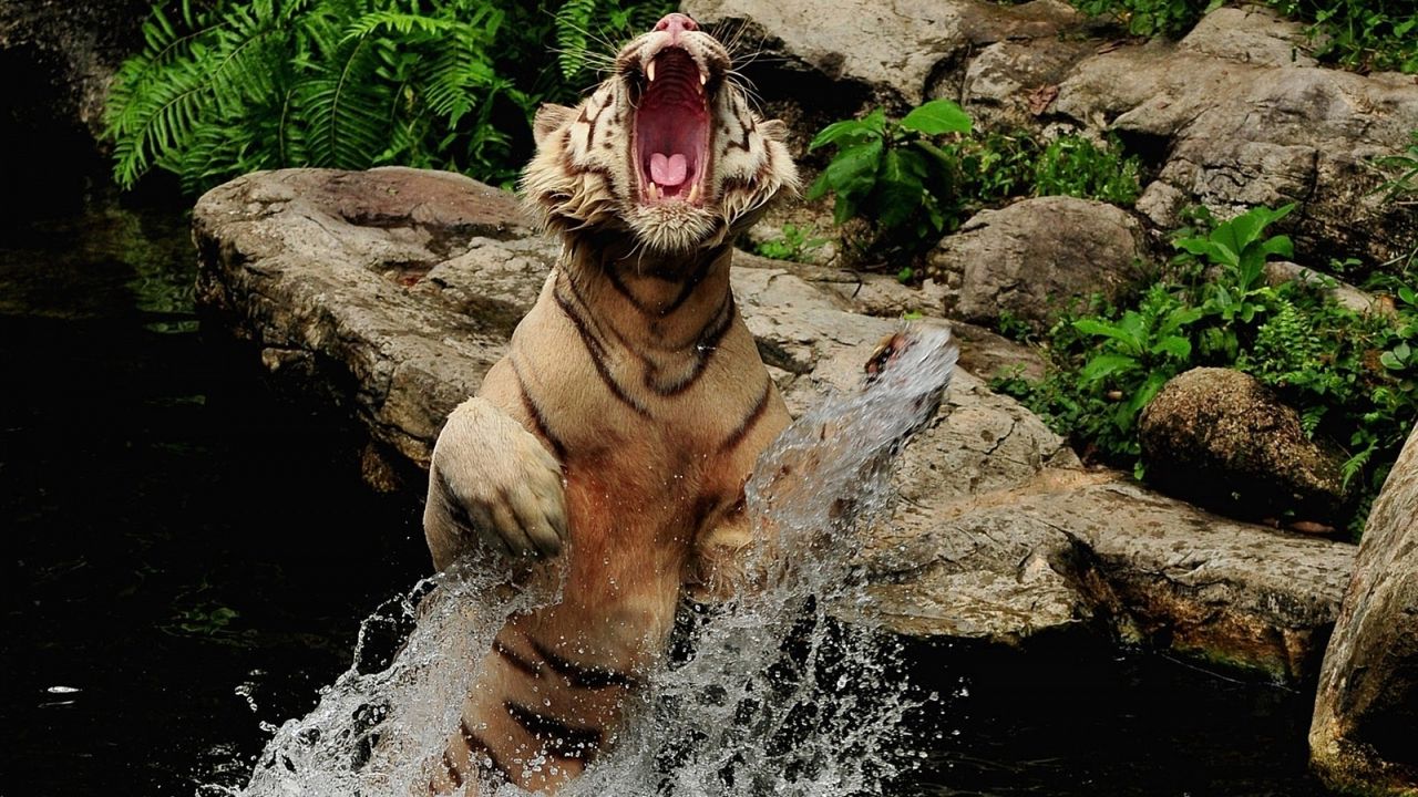Обои тигр, вода, брызги, оскал, прыжок, камни