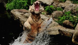Превью обои тигр, вода, брызги, оскал, прыжок, камни