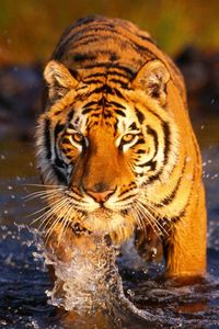 Превью обои тигр, вода, брызги, большая кошка, хищник