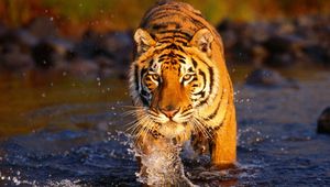 Превью обои тигр, вода, брызги, большая кошка, хищник