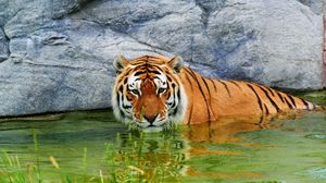 Превью обои тигр, вода, камень, хищник