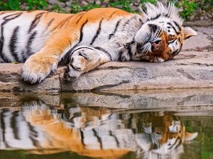 Превью обои тигр, вода, лежать, хищник, отражение