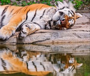 Превью обои тигр, вода, лежать, хищник, отражение
