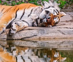 Превью обои тигр, вода, лежать, отражение