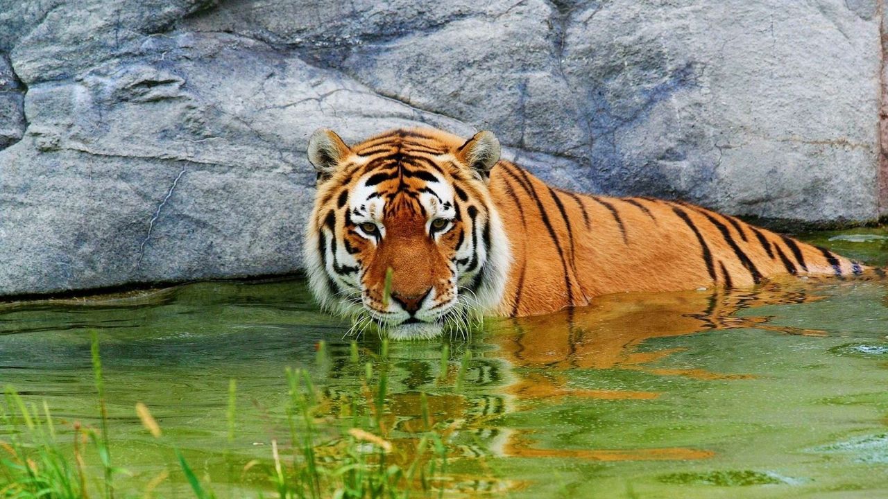 Обои тигр, вода, лежать, камни