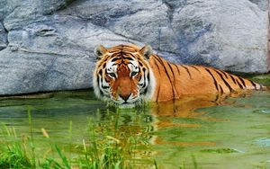 Превью обои тигр, вода, лежать, камни
