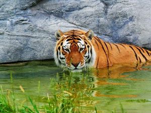 Превью обои тигр, вода, лежать, камни