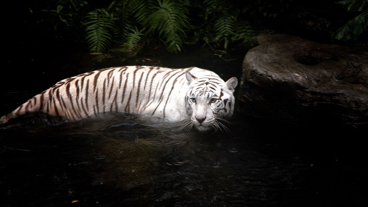 Обои тигр, вода, плавать, охота, белый