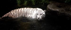 Превью обои тигр, вода, плавать, охота, белый
