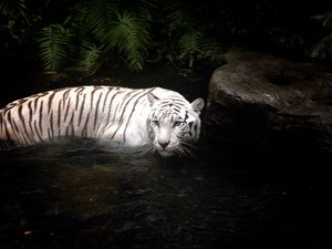 Превью обои тигр, вода, плавать, охота, белый