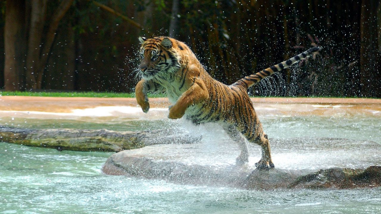 Обои тигр, вода, прыжок, брызги