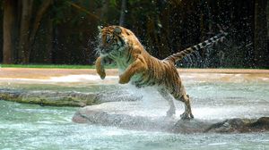 Превью обои тигр, вода, прыжок, брызги