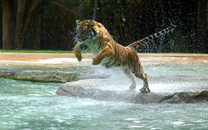 Превью обои тигр, вода, прыжок, брызги