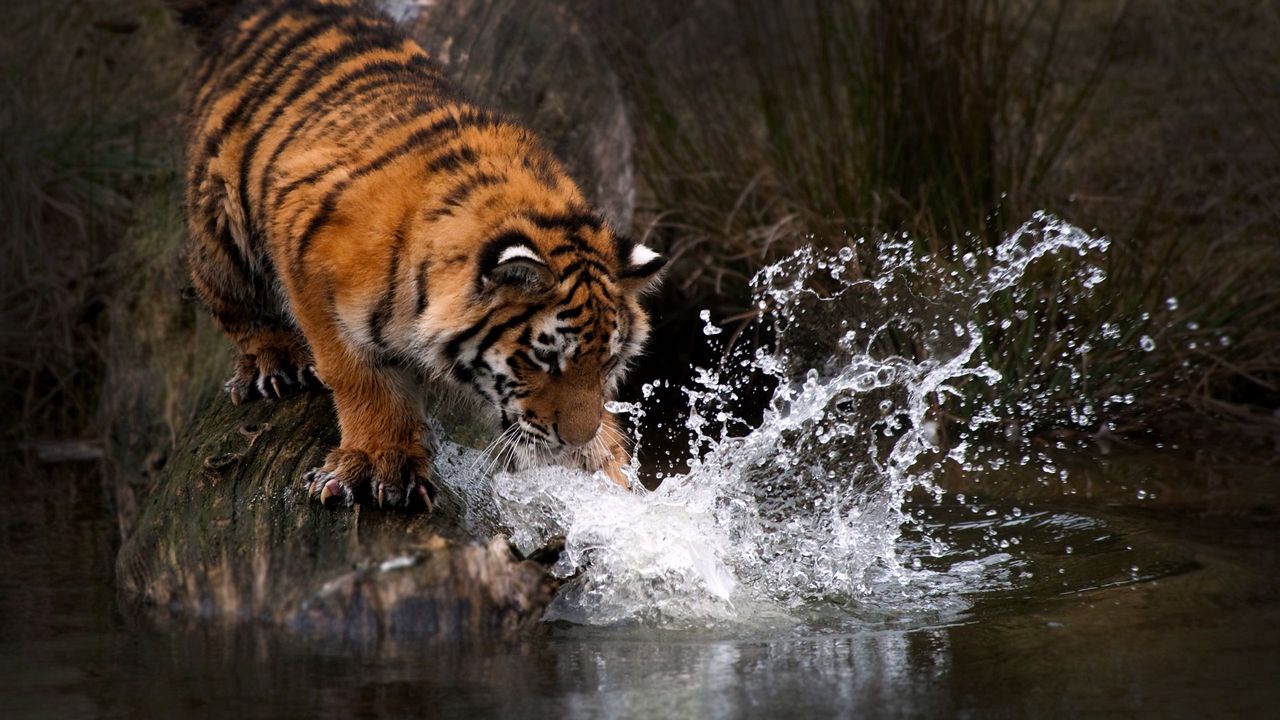 Обои тигр, вода, всплеск, хищник