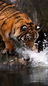 Превью обои тигр, вода, всплеск, хищник