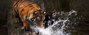 Превью обои тигр, вода, всплеск, хищник
