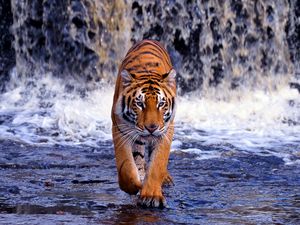 Превью обои тигр, водопад, прогулка, худой, большая кошка